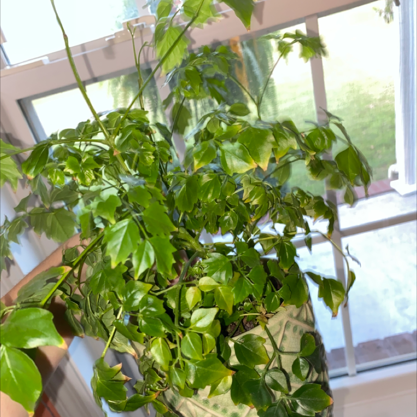 China Doll Plant plant photo by @thesmilingplantco named ernie on Greg, the plant care app.