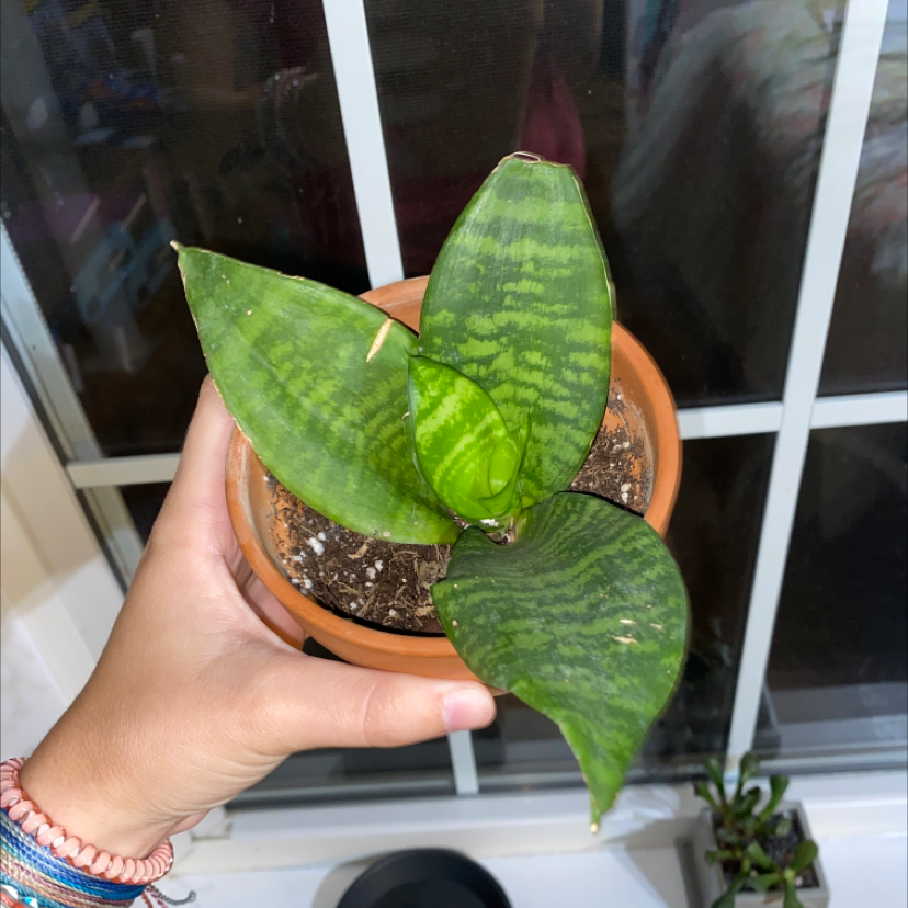 Snake Plant plant photo by @thesmilingplantco named loki on Greg, the plant care app.