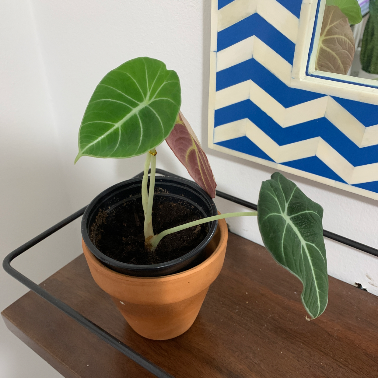 Black Velvet Alocasia plant in a terracotta pot with green and dark-hued leaves.