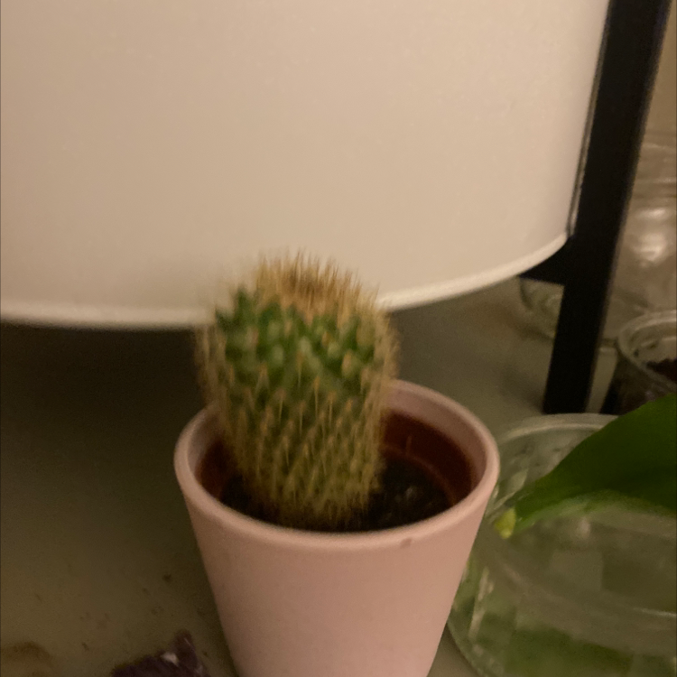 Golden Barrel Cactus plant photo by Addy named Reamus on Greg, the plant care app.