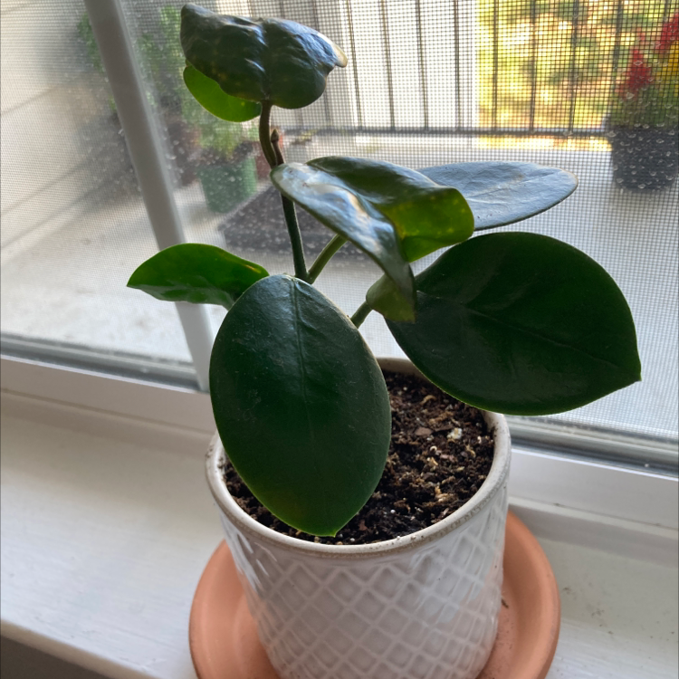 Hoya 'Mathilde' plant in a white pot on a windowsill with healthy green leaves.