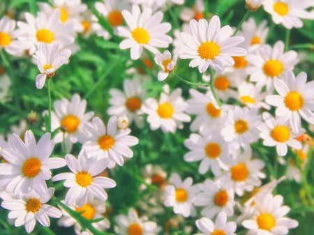 Photo of the plant species German Chamomile by @plant_mama_amateur named Chammy on Greg, the plant care app