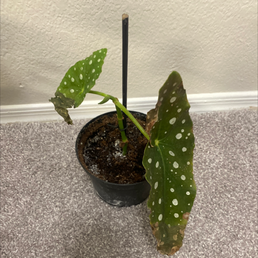Polka Dot Begonia plant photo by Judith named Your plant on Greg, the plant care app.