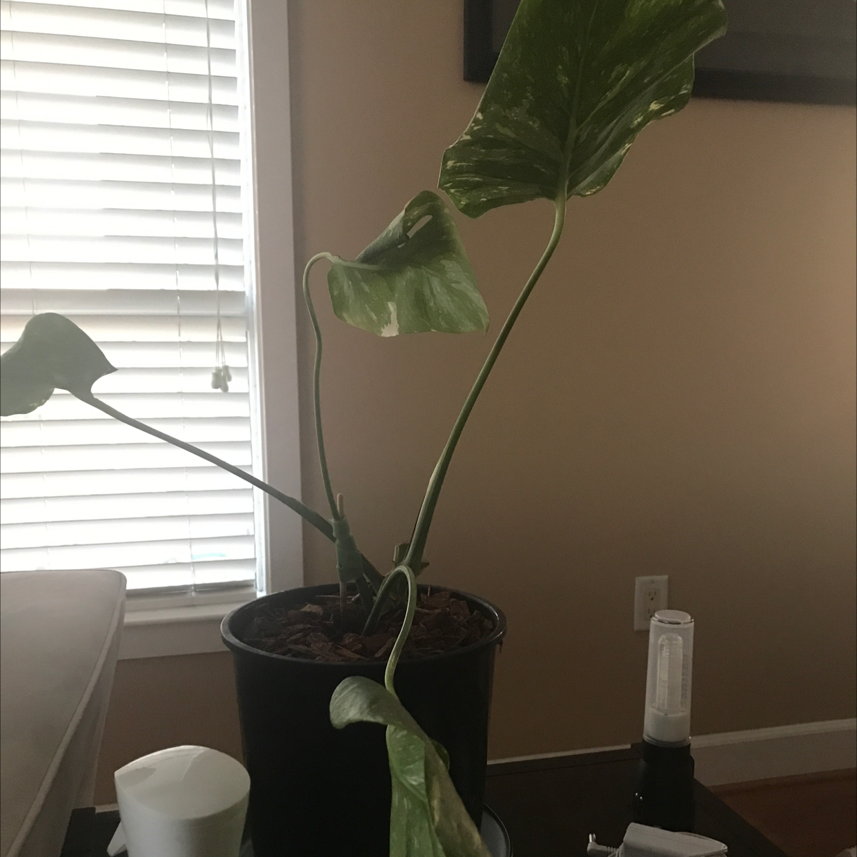 Monstera plant photo by @Jollof_connoseuir named Regine on Greg, the plant care app.