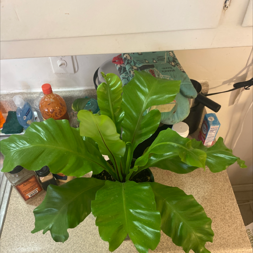 Bird's Nest Fern plant photo by @Raiderade named Ferny Sanders on Greg, the plant care app.