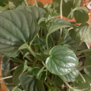 Peperomia Caperata plant photo by @Raiderade named Sol on Greg, the plant care app.