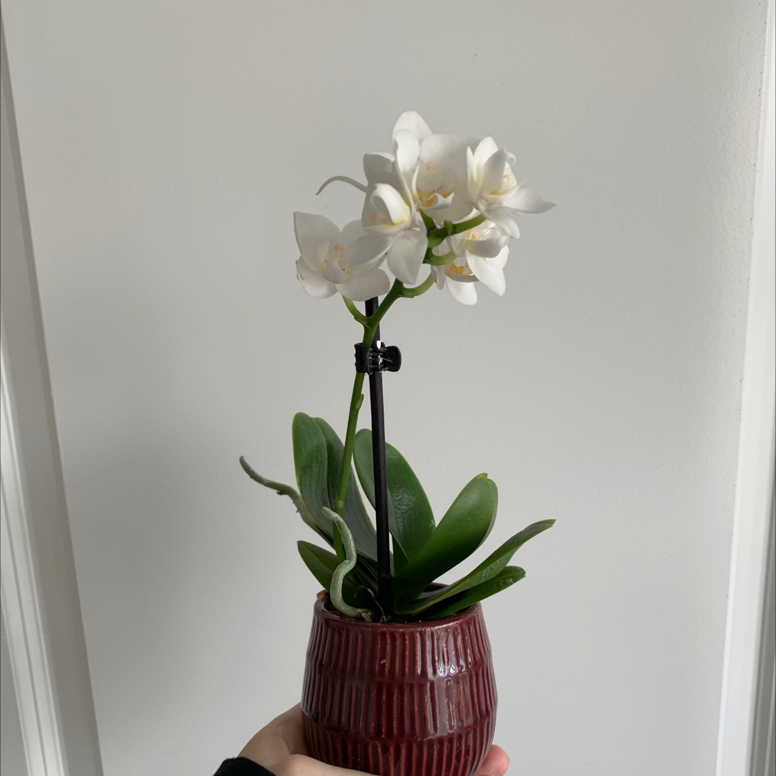 Moon Orchid (Phalaenopsis) in a small pot with white flowers and green leaves.