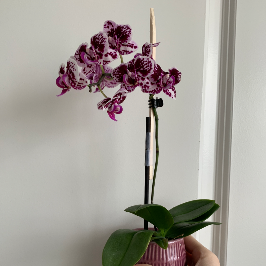 Moon Orchid with vibrant purple and white flowers, held in a pink pot.