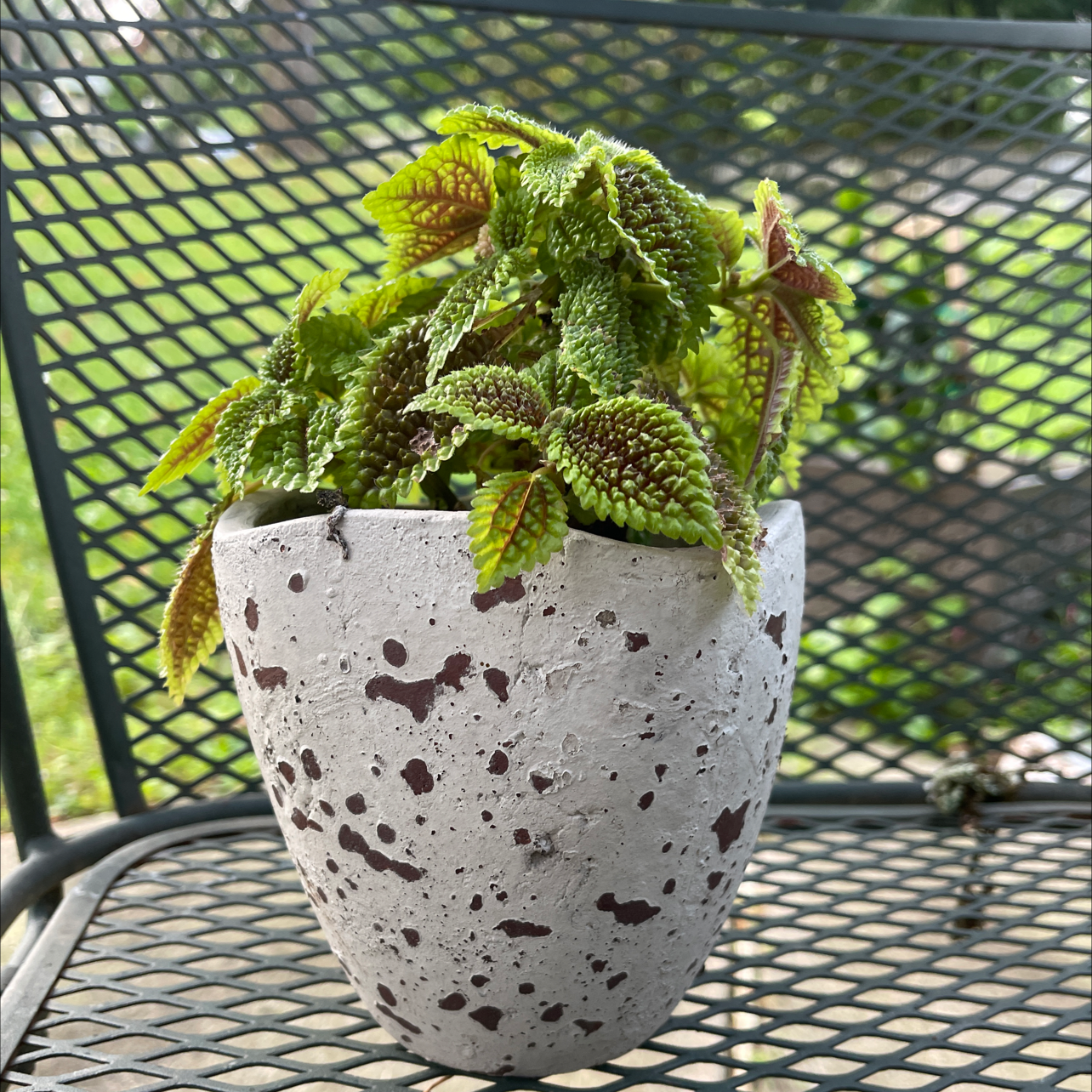 Pilea 'Moon Valley' plant in a decorative pot on a metal mesh surface.
