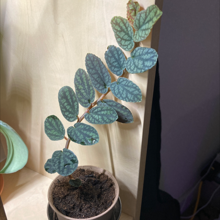 Watermelon Vine plant photo by @awilhe02 named Rex on Greg, the plant care app.