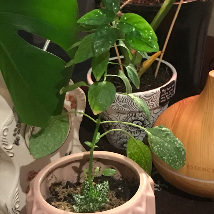 Photo of the plant species Gold Dust Dracaena by @Indiestubbs named Snow pea on Greg, the plant care app