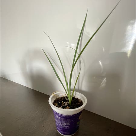 Photo of the plant species Beaked Yucca by Juraj named Yuka on Greg, the plant care app