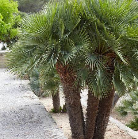 Photo of the plant species European Fan Palm by Juraj named Chama on Greg, the plant care app