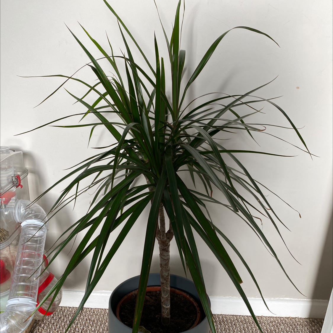 Dracaena 'Ray of Sunshine' plant in a pot with long, slender green leaves.