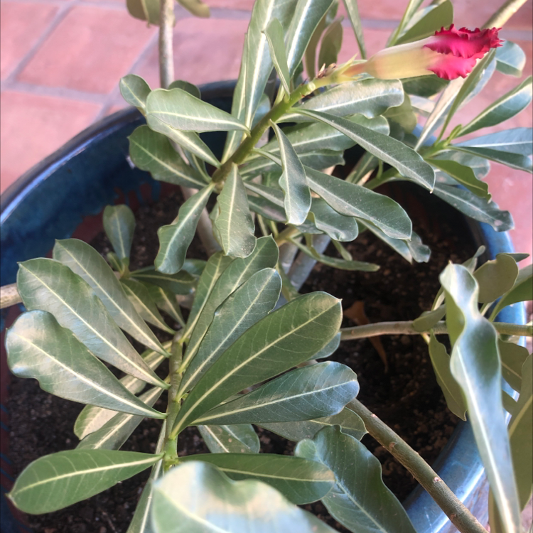 Desert Rose Plant in a blue pot with green leaves and a red flower bud.