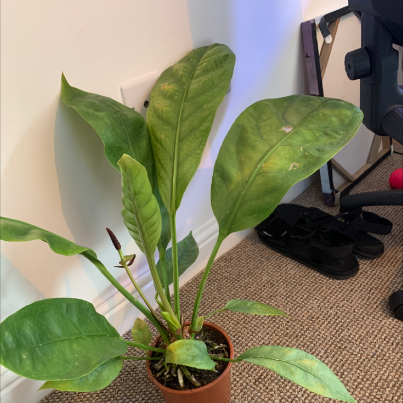 Bird's nest anthurium plant in a pot with some yellowing and browning leaves, placed indoors.