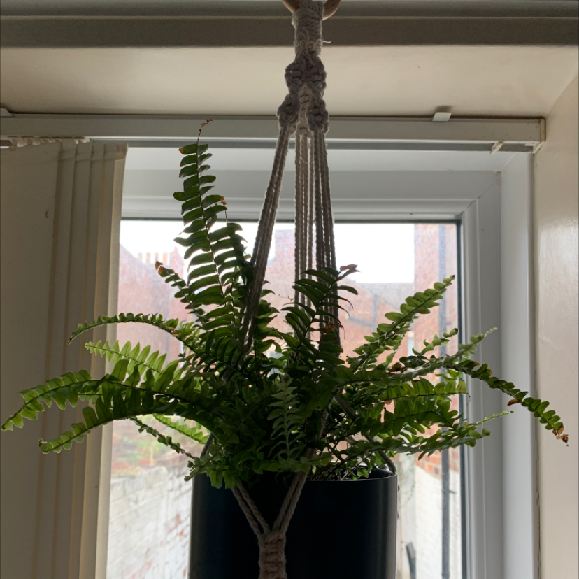 Hanging Christmas Fern in a black pot with vibrant green fronds near a window.