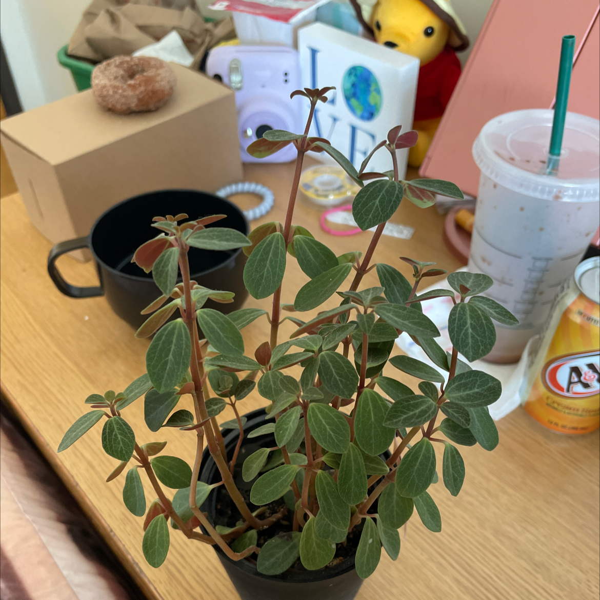 Peperomia Red Log plant in a black pot on a wooden surface with various items in the background.