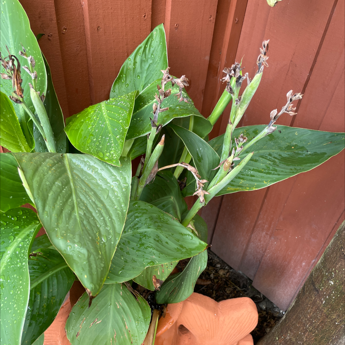 Photo of the plant species Canna Lily by Olga named Your plant on Greg, the plant care app