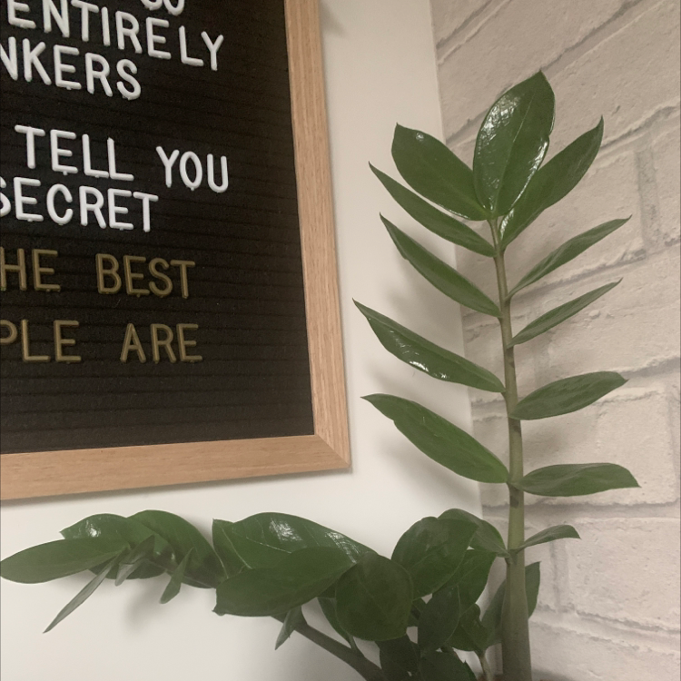 Zamioculcas Zamiifolia plant photo by @EmsOasis named Lira on Greg, the plant care app.