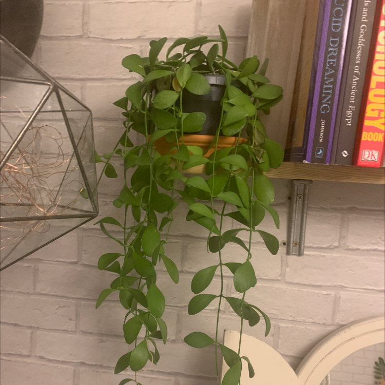 Dischidia oinatha plant with green, cascading leaves in a pot on a shelf.