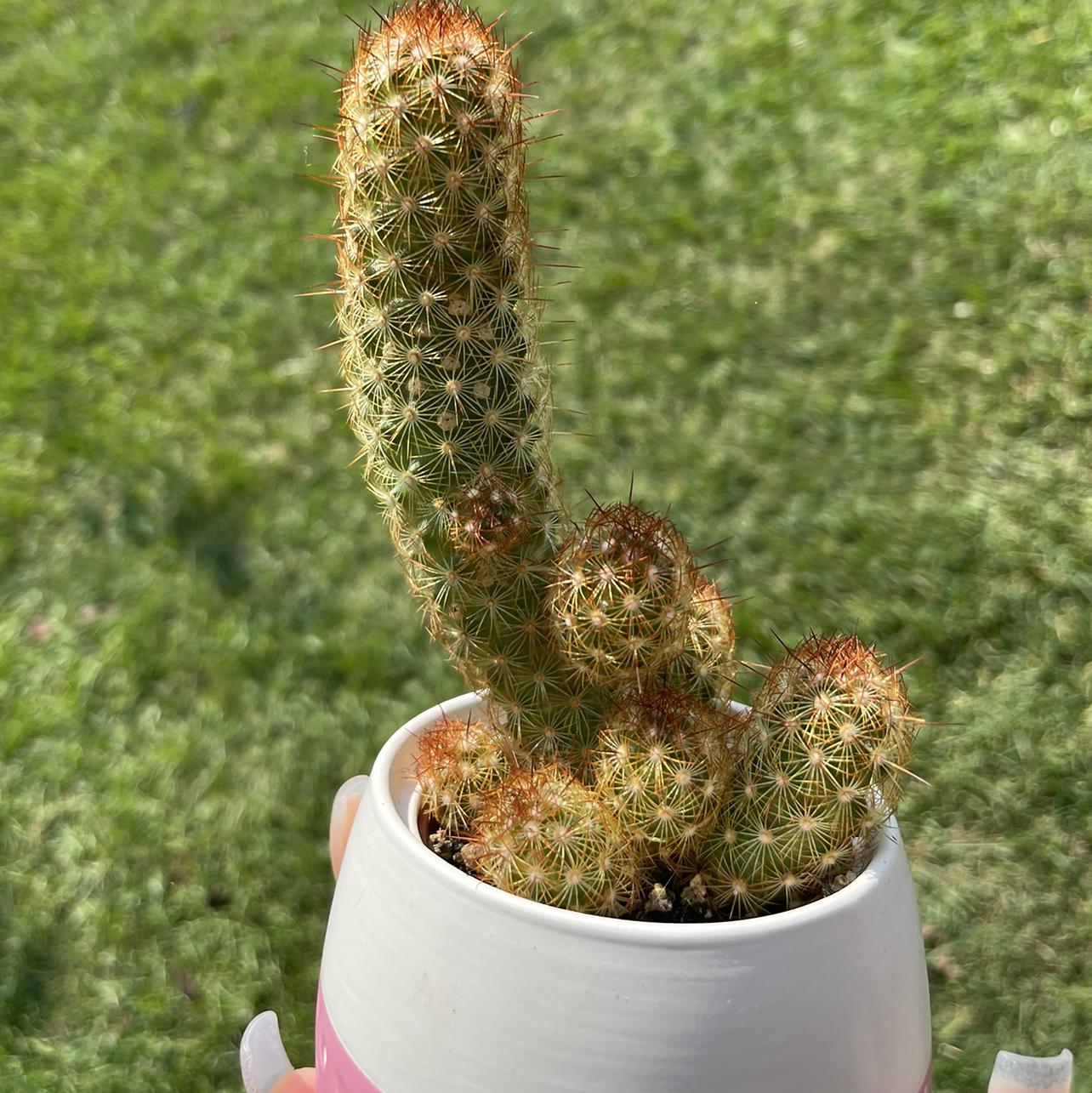 Photo of the plant species Lady Finger Cactus by @ericaelizabeth named twilight❤️‍🔥 on Greg, the plant care app