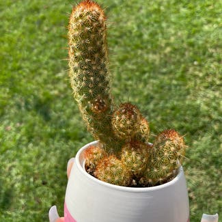 Lady Finger Cactus plant in Somewhere on Earth