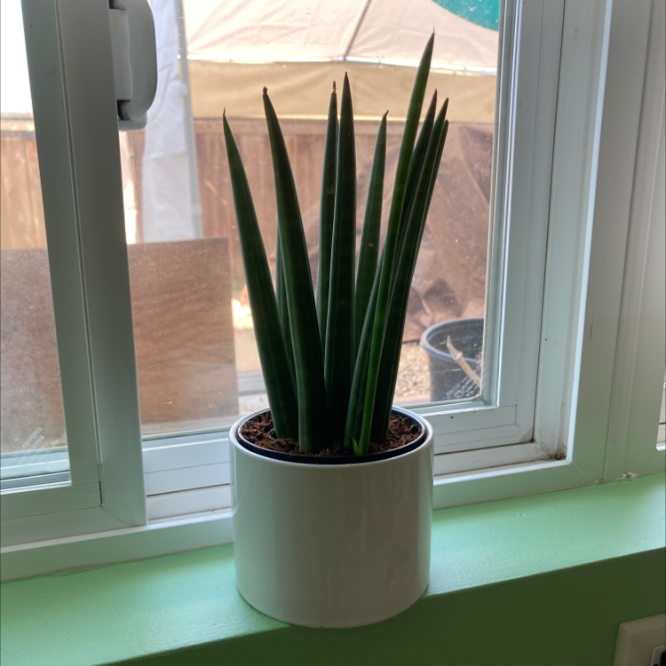 Cylindrical Snake Plant plant photo by @la_croix_la_boix named Morgause on Greg, the plant care app.