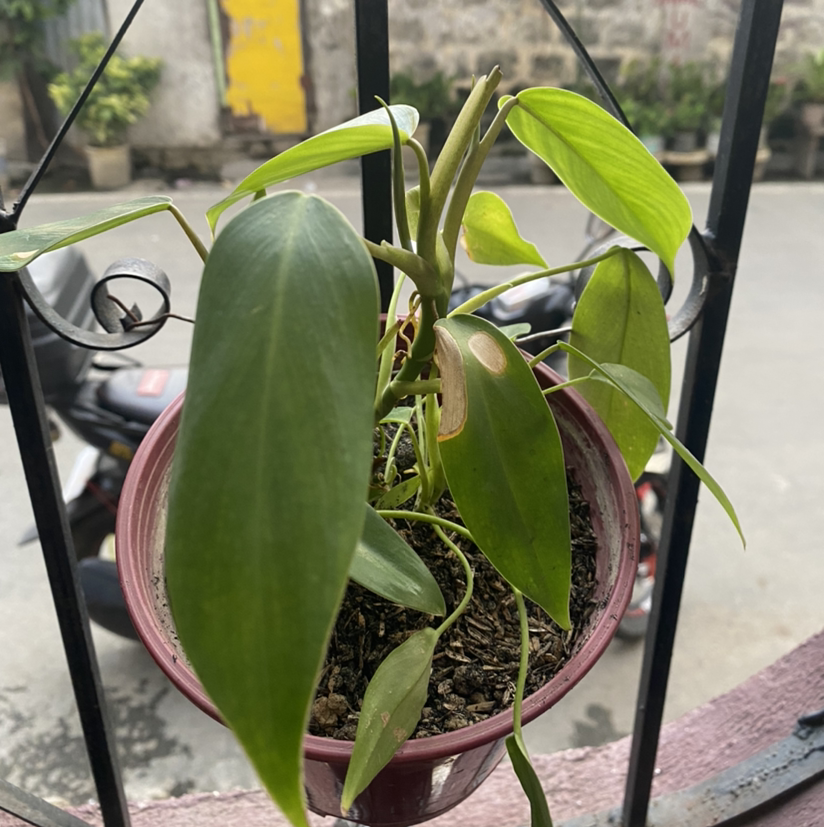 Photo of the plant species Lush Temptation by @anorazileyaf named Kylie on Greg, the plant care app