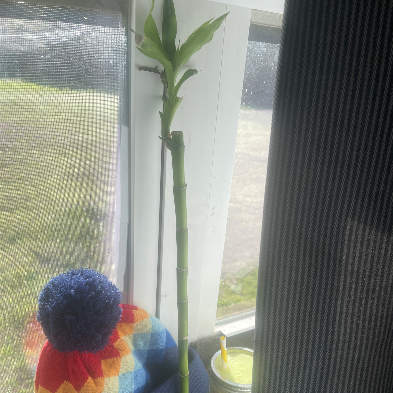 A healthy Common Bamboo plant near a window with green leaves and stem.