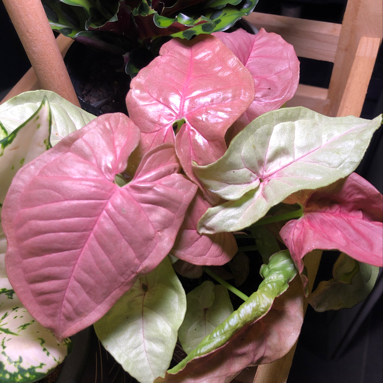 Pink Syngonium plant with healthy pink and green leaves, well-framed and centered.