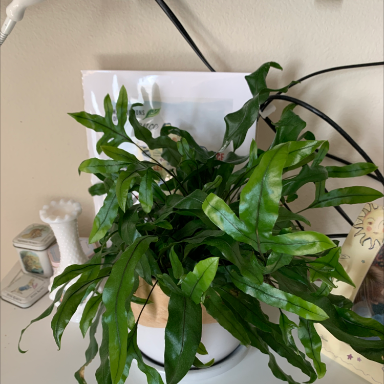 Blue Star Fern plant photo by @cori named Nelbert on Greg, the plant care app.