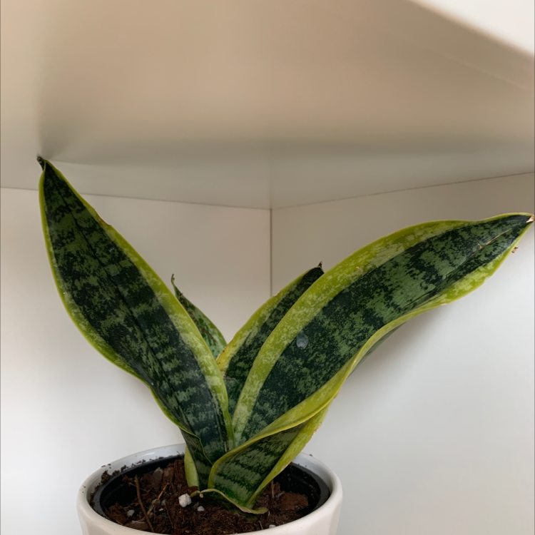 Snake Plant plant photo by @cori named Snape on Greg, the plant care app.
