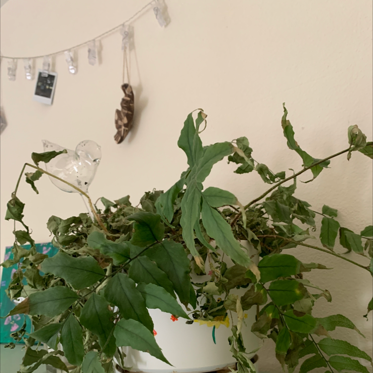 House Holly-Fern plant photo by @cori named Sickly fern on Greg, the plant care app.