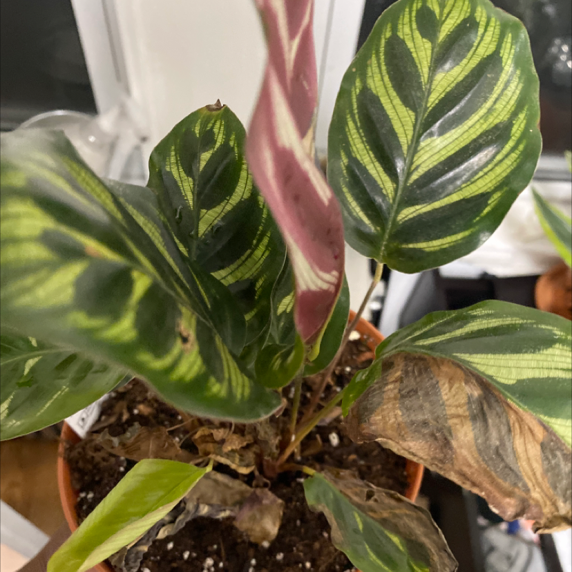 Green Prayer Plant plant photo by Mariam named Prayer plants on Greg, the plant care app.
