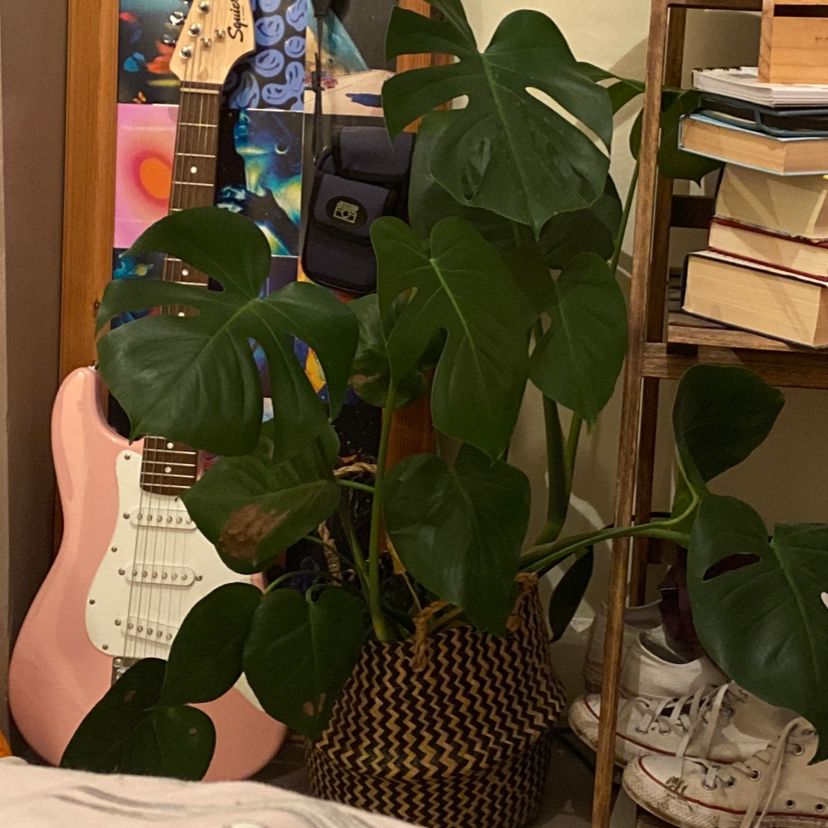 Monstera plant photo by @mayaplantboi named Lattice gal on Greg, the plant care app.