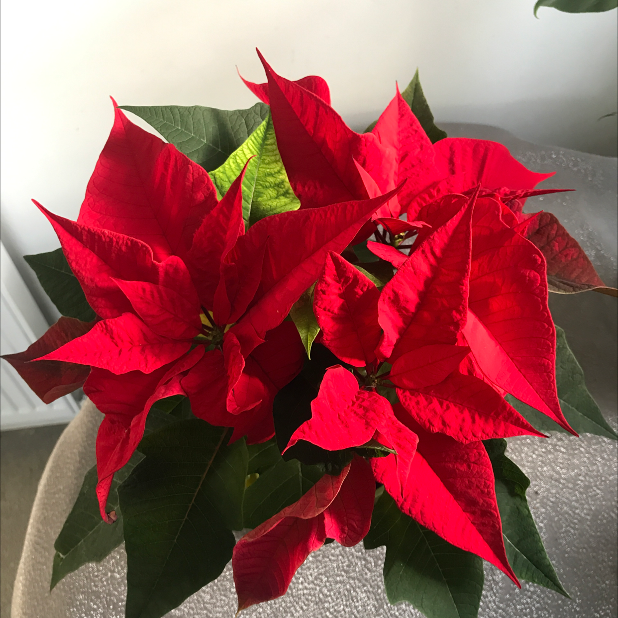 Poinsettia plant photo by @Yvette named Poinsettia on Greg, the plant care app.