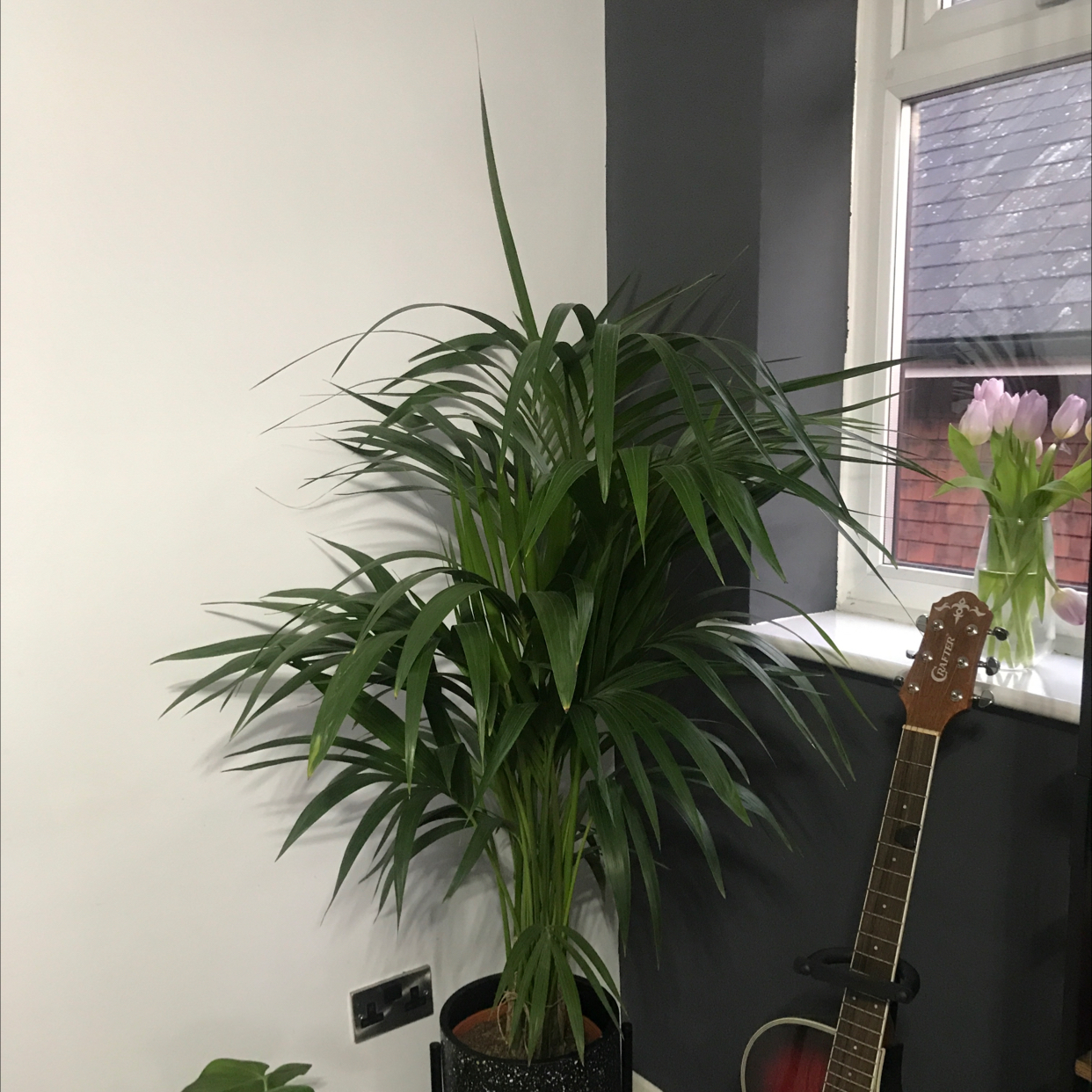 Kentia Palm plant photo by @Yvette named Kentia on Greg, the plant care app.