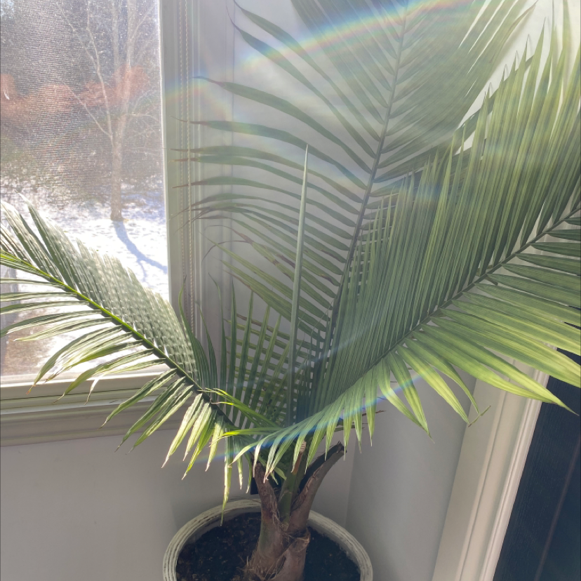 Canary Island Date Palm indoors near a window, healthy green fronds.