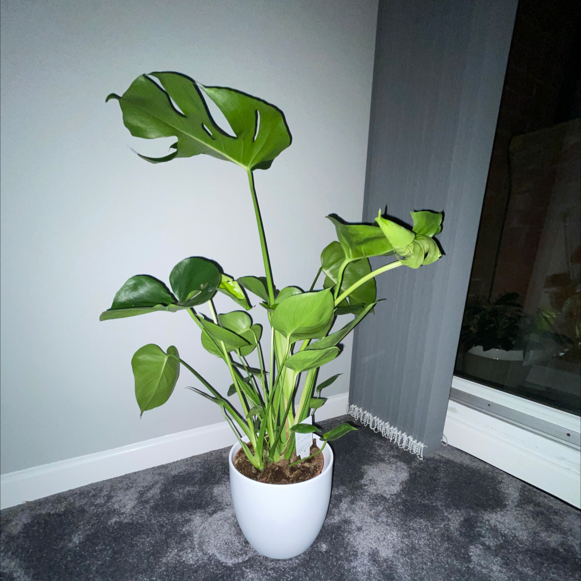 Monstera plant photo by @kayleybs named Chaz on Greg, the plant care app.