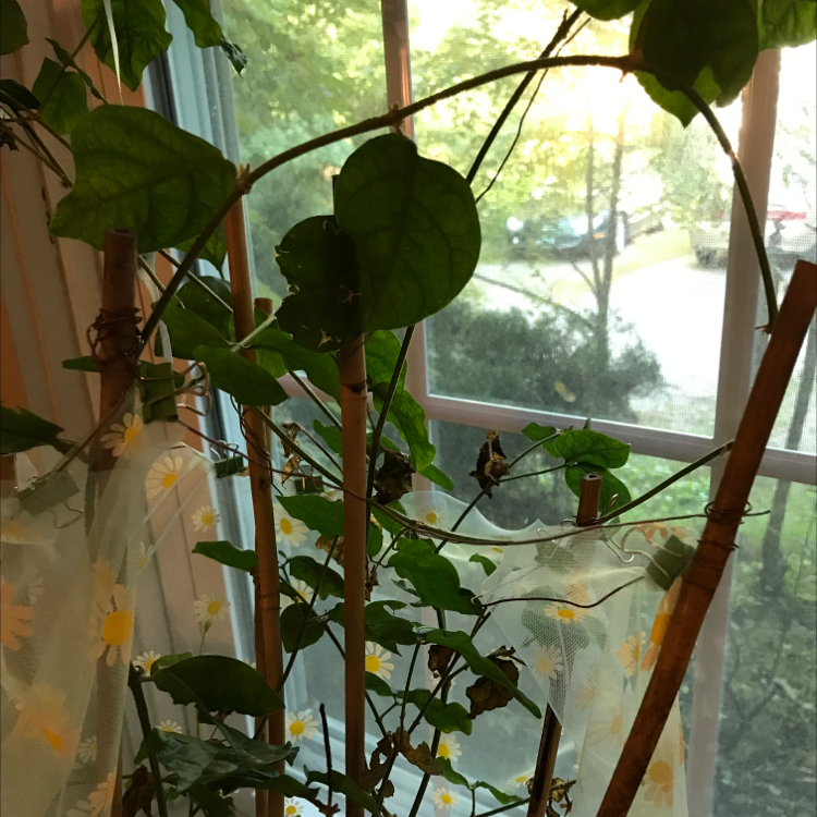 Photo of the plant species Arabian Jasmine by @Sherri_M named Sambac Jasmine on Greg, the plant care app