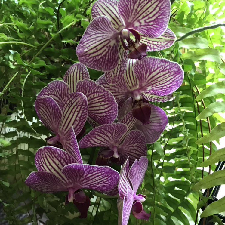 Photo of the plant species phalaenopsis orchid by @Sherri_M named Orchid on Greg, the plant care app