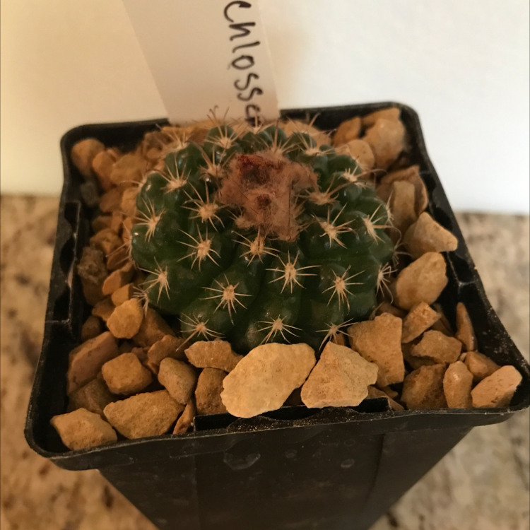 Small Parodia x erubescens cactus in a black pot with rocky soil, showing browning at the top.