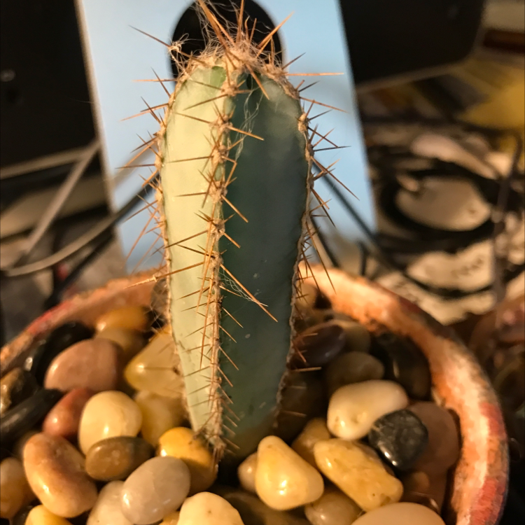 Columnar Cactus in a pot with pebbles on the soil surface.