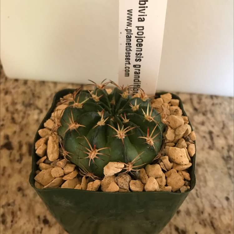 Photo of the plant species Brain Cactus by @Sherri_M named Loblivia pojoensis grandiflora on Greg, the plant care app
