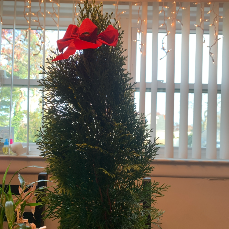 Emerald Green Arborvitae with a red bow, healthy green foliage, window with blinds and string lights in the background.