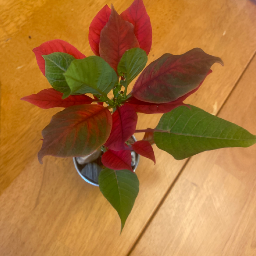 Poinsettia plant photo by @Kate79 named Pointy on Greg, the plant care app.