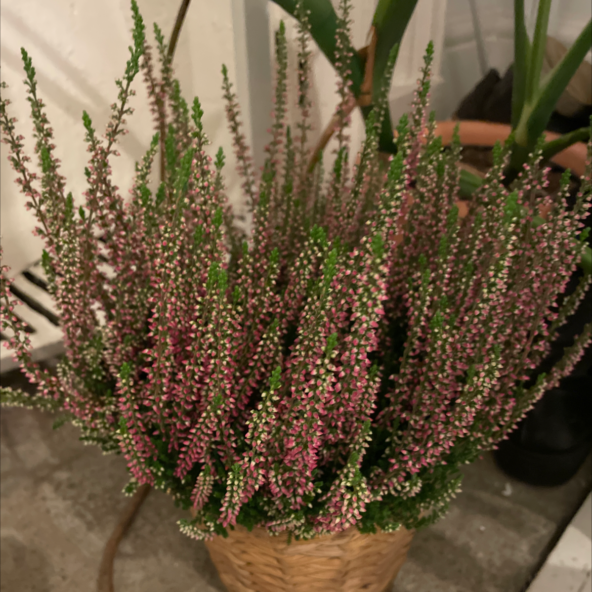 A healthy Heather plant with dense, colorful flowers in a basket.
