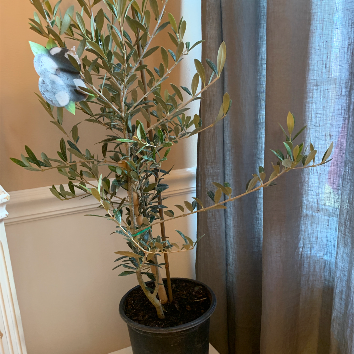 🌳 How To Know When To Repot An Olive Tree?