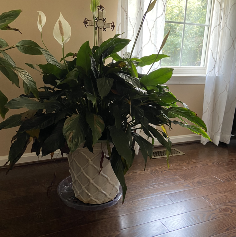 Peace Lily plant photo by Julie named Peace Lily - Ali on Greg, the plant care app.